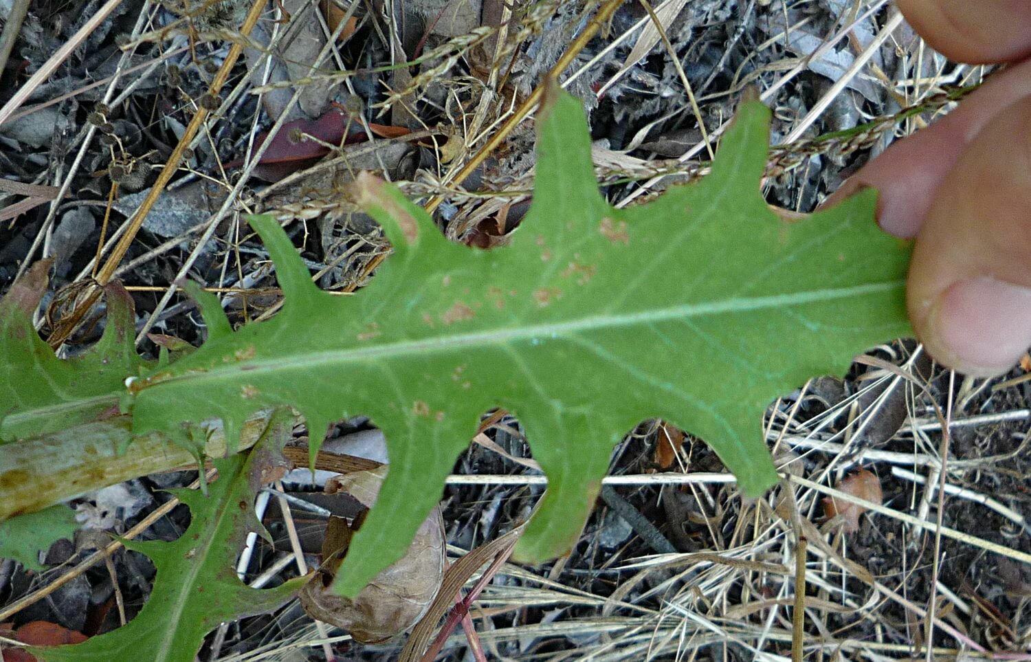 High Resolution Rafinesquia californica Leaf